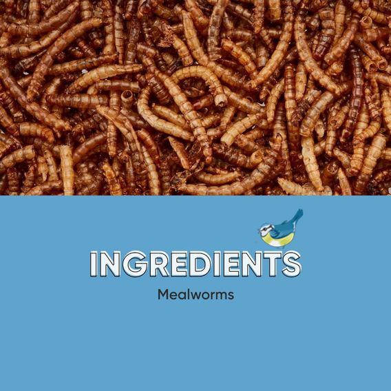 Happy Beaks - Meal Worms (Bag)